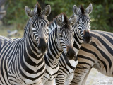 Plains Zebra - Steppenzebra -  Equus quagga burchellii