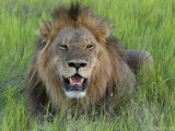 Lion - Leeuw - Panthera leo
