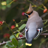 Bohemian Waxwing - Pestvogel - Bombycilla garrulus
