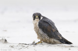 Peregrine - Slechtvalk - Falco peregrinus