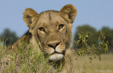 Lion - Leeuw - Panthera leo