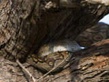 African Rock Python - Rotspython - Python sebae natalensis