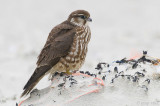 Merlin - Smelleken - Falco columbarius