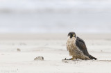 Peregrine - Slechtvalk - Falco peregrinus