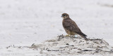 Merlin - Smelleken - Falco columbarius
