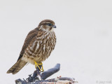Merlin - Smelleken - Falco columbarius