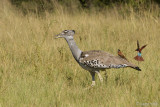 Kori Bustard - Koritrap - Ardeotis kori