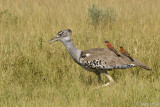 Kori Bustard - Koritrap - Ardeotis kori