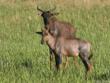 Tsessebe - Lierantilope - Damaliscus lunatus lunatus