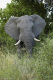 African Elephant - Afrikaanse Olifant - Loxodonta africana