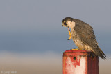 Peregrine - Slechtvalk - Falco peregrinus