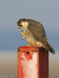 Peregrine - Slechtvalk - Falco peregrinus