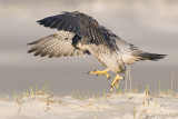 Peregrine - Slechtvalk - Falco peregrinus