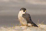 Peregrine - Slechtvalk - Falco peregrinus