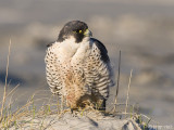 Peregrine - Slechtvalk - Falco peregrinus