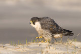 Peregrine - Slechtvalk - Falco peregrinus