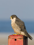 Peregrine - Slechtvalk - Falco peregrinus