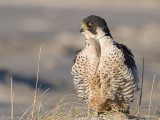 Peregrine - Slechtvalk - Falco peregrinus