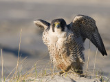 Peregrine - Slechtvalk - Falco peregrinus