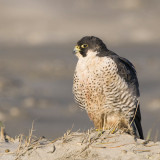 Peregrine - Slechtvalk - Falco peregrinus