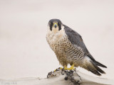 Peregrine - Slechtvalk - Falco peregrinus