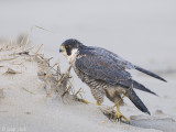 Peregrine - Slechtvalk - Falco peregrinus