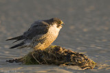 Peregrine - Slechtvalk - Falco peregrinus