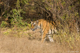 Tiger - Tijger - Panthera tigris
