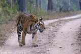 Tiger - Tijger - Panthera tigris