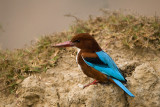 White-throated Kingfisher - Smyrna-ijsvogel - Halcyon smyrnensis