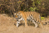 Tiger - Tijger - Panthera tigris