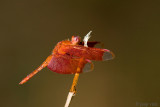 Fulvous Forest Skimmer - Neurothemis fulvia