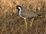 Red-wattled Lapwing - Indische Kievit - Vanellus indicus