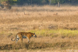 Tiger - Tijger - Panthera tigris