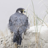 Peregrine - Slechtvalk - Falco peregrinus