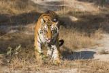 Tiger - Tijger - Panthera tigris