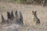 Golden Jackal - Goudjakhals - Canis aureus