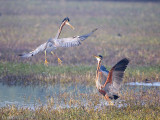 Purple Heron - Purperreiger - Ardea purpurea