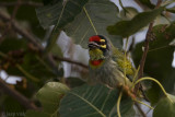 Coppersmith Barbet - Kopersmid - Megalaima haemacephala