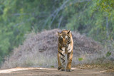 Tiger - Tijger - Panthera tigris