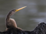 Oriental Darter - Indische Slangenhalsvogel - Anhinga melanogaster