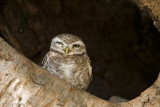 Spotted Owlet - Brahmaanse Steenuil - Athene brama