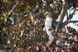 Changeable Hawk Eagle - Indische Kuifarend - Nisaetus limnaeetus