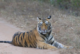 Tiger - Tijger - Panthera tigris