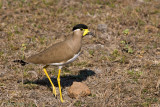Yellow-wattled Lapwing - Malabarkievit - Vanellus malabaricus
