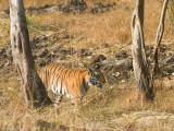 Tiger - Tijger - Panthera tigris