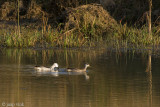 Cotton Pygmy-goose - Coromandeleend - Nettapus coromandelianus