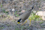 Yellow-wattled Lapwing - Malabarkievit - Vanellus malabaricus