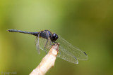 Indigo Dropwing - Blauwe Zonnewijzer - Trithemis festiva
