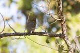 Jungle Owlet - Jungledwerguil - Glaucidium radiatum